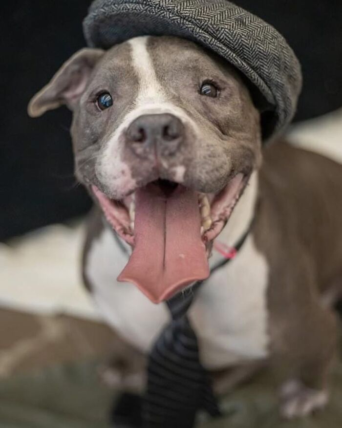 This Shelter Dressed Up Elderly Cats And Dogs As If They Were Senior Citizens For An Adoption Photoshoot (37 Pics)