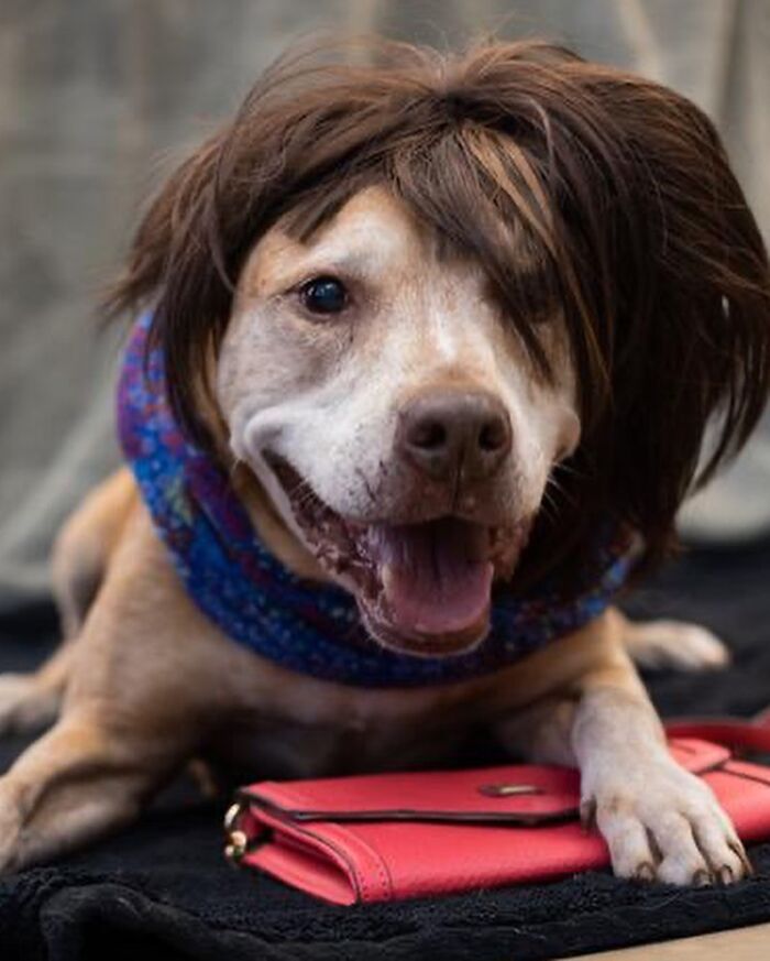 This Shelter Dressed Up Elderly Cats And Dogs As If They Were Senior Citizens For An Adoption Photoshoot (37 Pics)