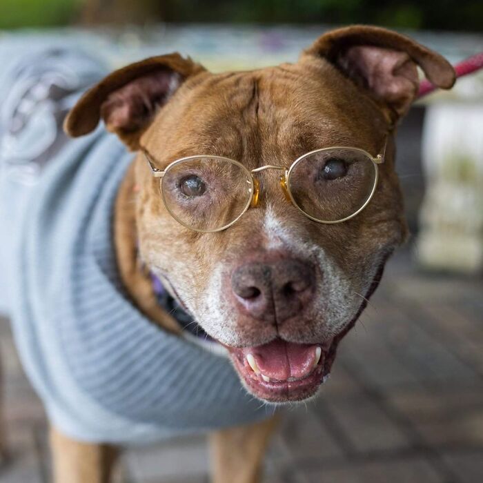 This Shelter Dressed Up Elderly Cats And Dogs As If They Were Senior Citizens For An Adoption Photoshoot (37 Pics)