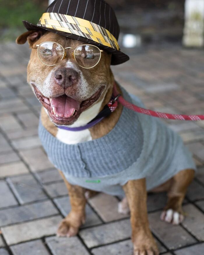 This Shelter Dressed Up Elderly Cats And Dogs As If They Were Senior Citizens For An Adoption Photoshoot (37 Pics)