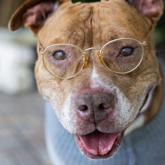 This Shelter Dressed Up Elderly Cats And Dogs As If They Were Senior Citizens For An Adoption Photoshoot (37 Pics)