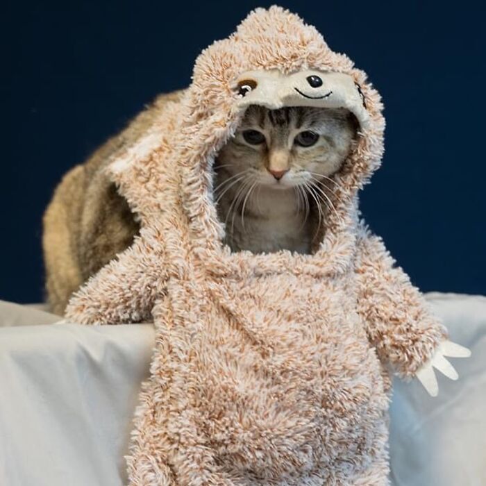 This Shelter Dressed Up Elderly Cats And Dogs As If They Were Senior Citizens For An Adoption Photoshoot (37 Pics)