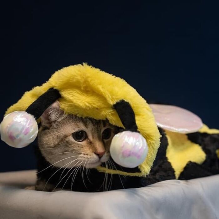 This Shelter Dressed Up Elderly Cats And Dogs As If They Were Senior Citizens For An Adoption Photoshoot (37 Pics)