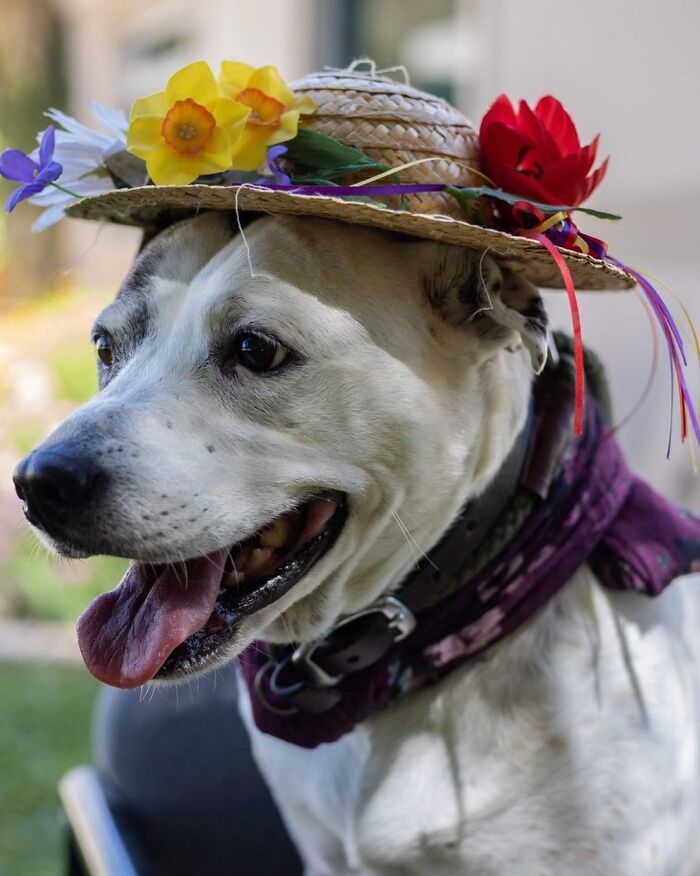 This Shelter Dressed Up Elderly Cats And Dogs As If They Were Senior Citizens For An Adoption Photoshoot (37 Pics)
