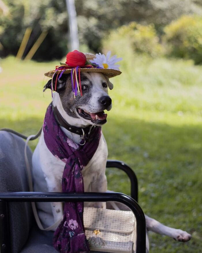 This Shelter Dressed Up Elderly Cats And Dogs As If They Were Senior Citizens For An Adoption Photoshoot (37 Pics)