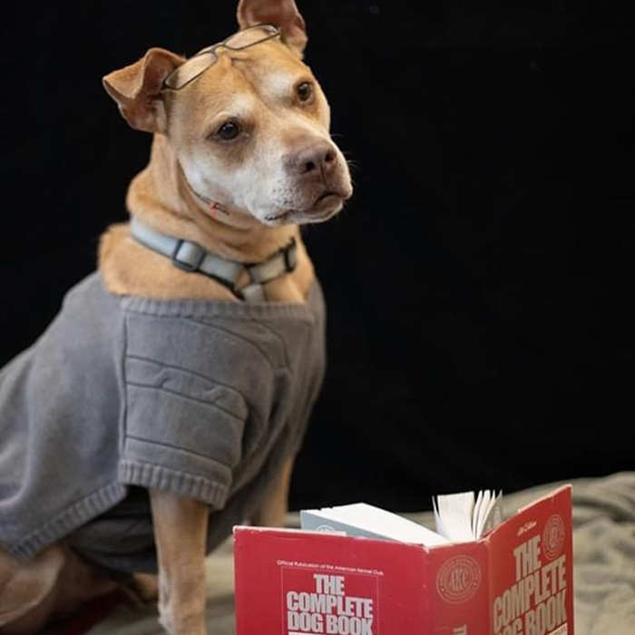 This Shelter Dressed Up Elderly Cats And Dogs As If They Were Senior Citizens For An Adoption Photoshoot (37 Pics)