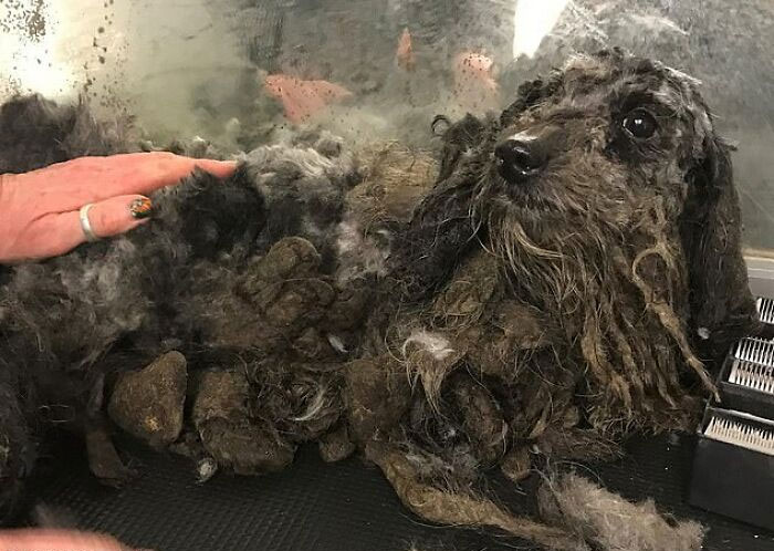 These Dogs Were So Neglected, Rescuers Couldn&#8217;t Tell What Breed They Are But Their Transformations Look Amazing