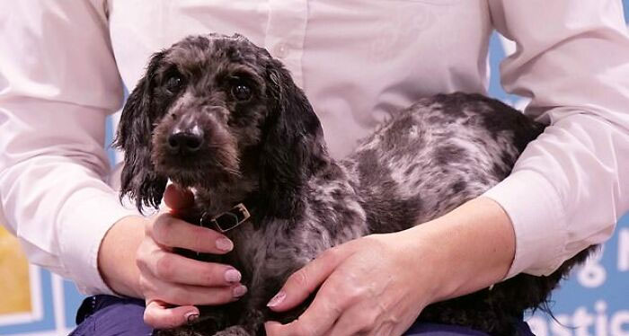 These Dogs Were So Neglected, Rescuers Couldn&#8217;t Tell What Breed They Are But Their Transformations Look Amazing
