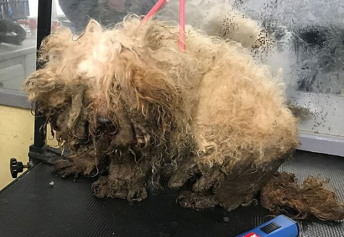 These Dogs Were So Neglected, Rescuers Couldn&#8217;t Tell What Breed They Are But Their Transformations Look Amazing