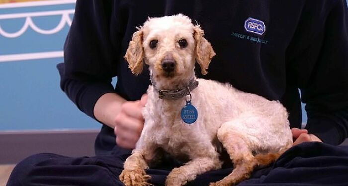 These Dogs Were So Neglected, Rescuers Couldn&#8217;t Tell What Breed They Are But Their Transformations Look Amazing