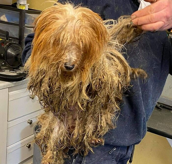 These Dogs Were So Neglected, Rescuers Couldn&#8217;t Tell What Breed They Are But Their Transformations Look Amazing