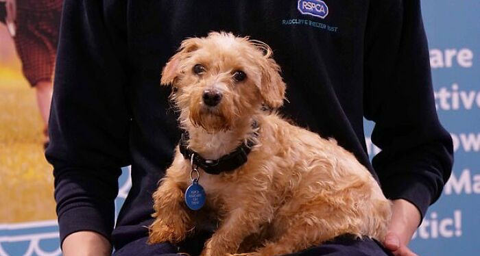 These Dogs Were So Neglected, Rescuers Couldn&#8217;t Tell What Breed They Are But Their Transformations Look Amazing