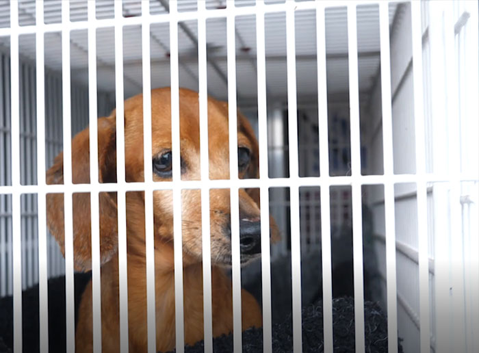 These Dogs Were So Neglected, Rescuers Couldn&#8217;t Tell What Breed They Are But Their Transformations Look Amazing