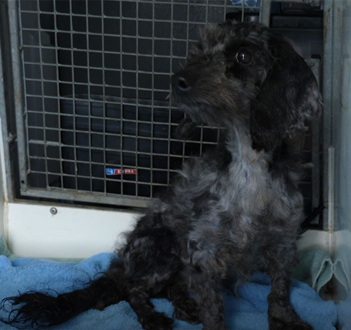 These Dogs Were So Neglected, Rescuers Couldn&#8217;t Tell What Breed They Are But Their Transformations Look Amazing