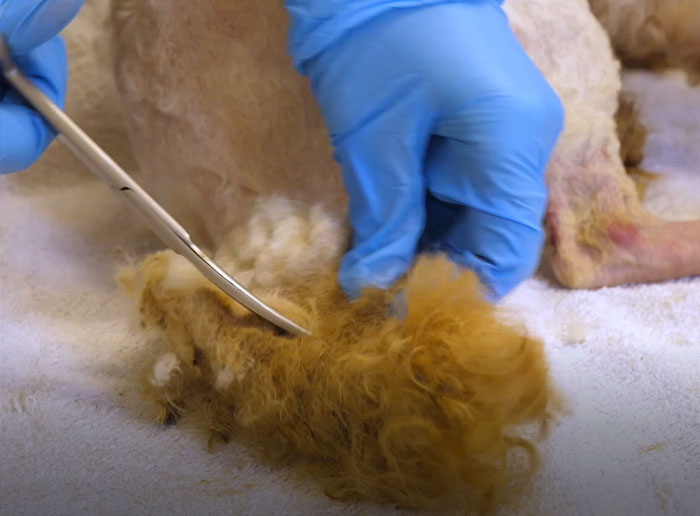 These Dogs Were So Neglected, Rescuers Couldn&#8217;t Tell What Breed They Are But Their Transformations Look Amazing