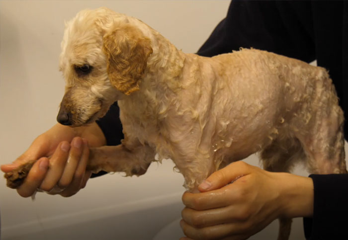 These Dogs Were So Neglected, Rescuers Couldn&#8217;t Tell What Breed They Are But Their Transformations Look Amazing