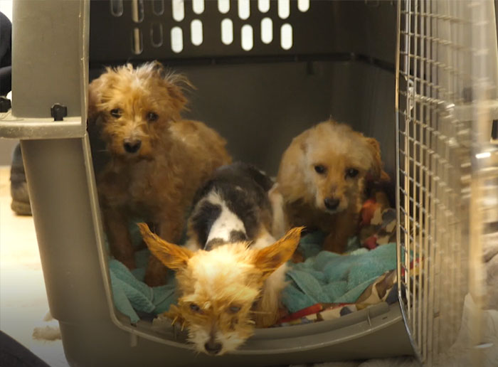 These Dogs Were So Neglected, Rescuers Couldn&#8217;t Tell What Breed They Are But Their Transformations Look Amazing