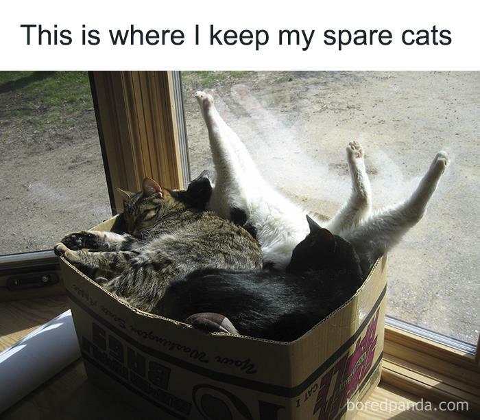 50 Funny Cat Jokes Created By People Clearly Living With One