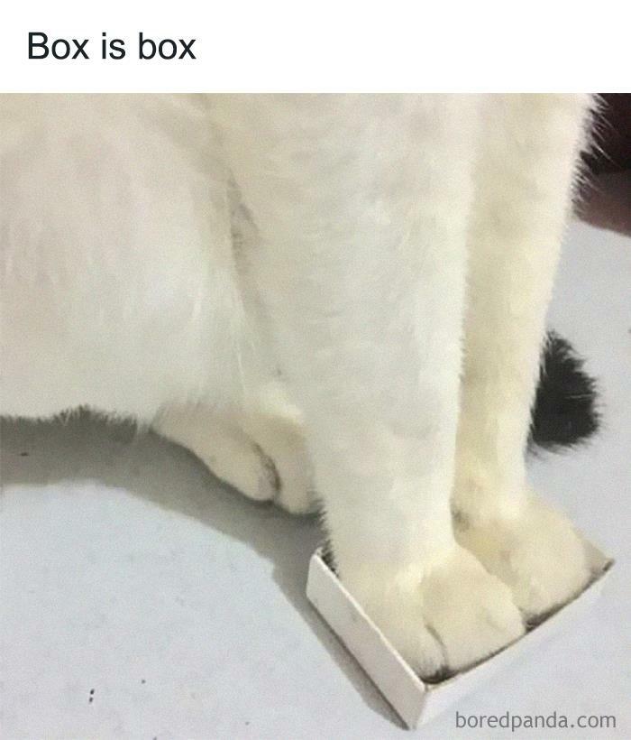50 Funny Cat Jokes Created By People Clearly Living With One