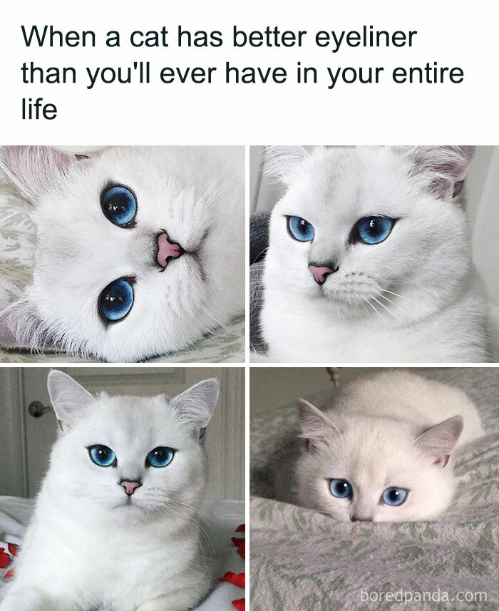 50 Funny Cat Jokes Created By People Clearly Living With One