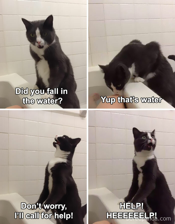 50 Funny Cat Jokes Created By People Clearly Living With One