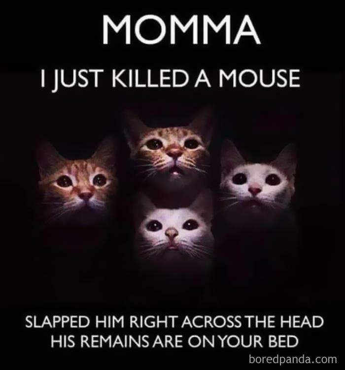 50 Funny Cat Jokes Created By People Clearly Living With One