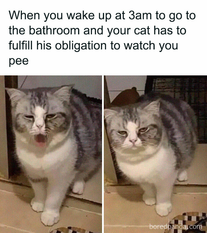 50 Funny Cat Jokes Created By People Clearly Living With One
