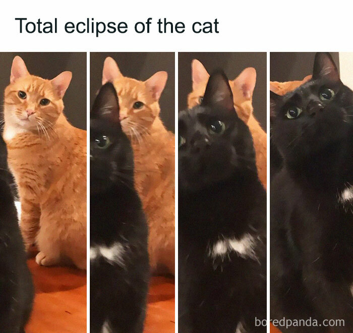 50 Funny Cat Jokes Created By People Clearly Living With One