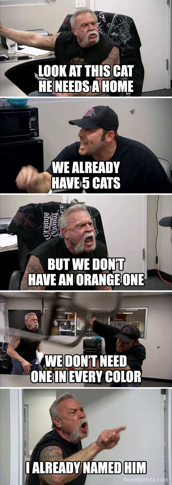 50 Funny Cat Jokes Created By People Clearly Living With One