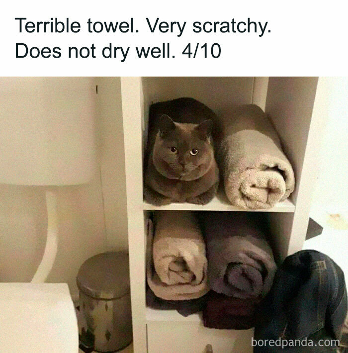 50 Funny Cat Jokes Created By People Clearly Living With One