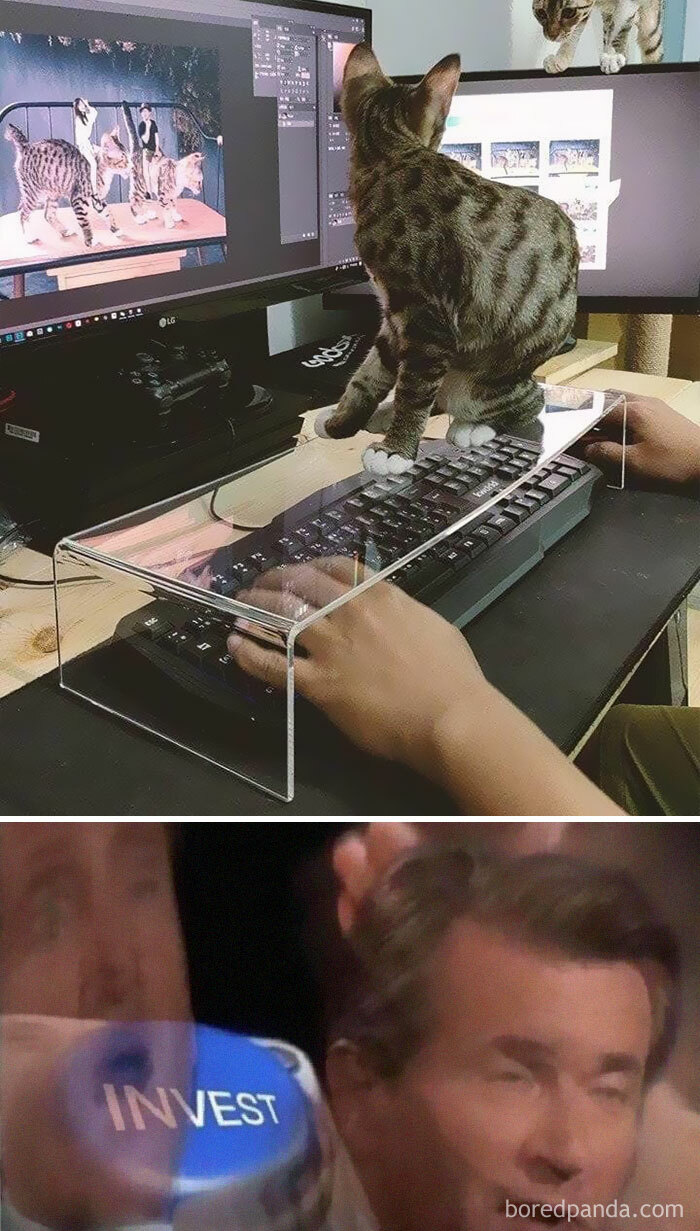 50 Funny Cat Jokes Created By People Clearly Living With One