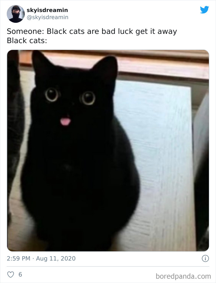 50 Funny Cat Jokes Created By People Clearly Living With One