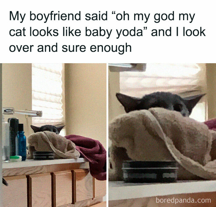 50 Funny Cat Jokes Created By People Clearly Living With One