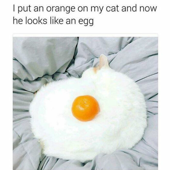50 Funny Cat Jokes Created By People Clearly Living With One