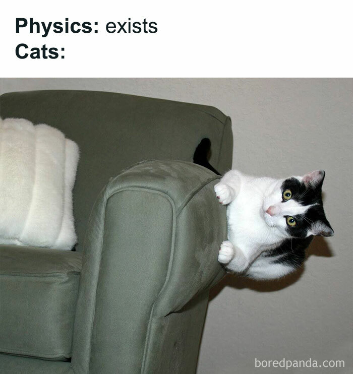 50 Funny Cat Jokes Created By People Clearly Living With One