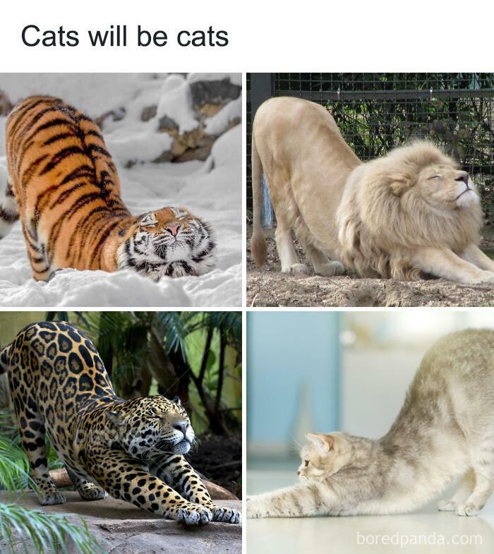 50 Funny Cat Jokes Created By People Clearly Living With One
