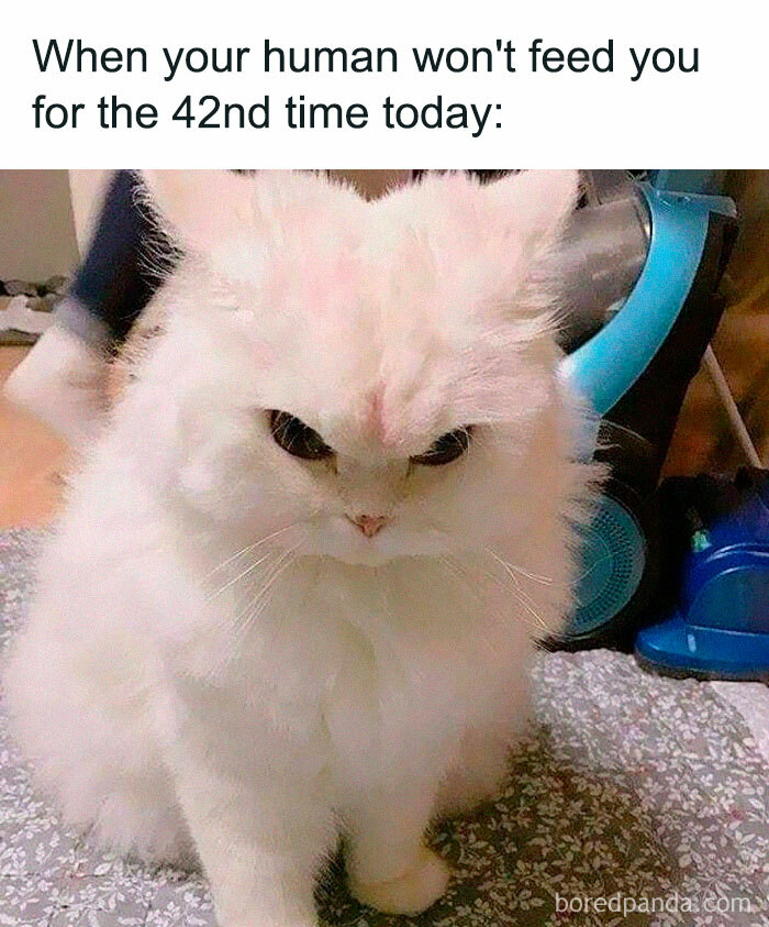 50 Funny Cat Jokes Created By People Clearly Living With One
