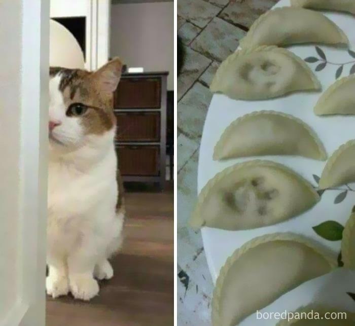 50 Funny Cat Jokes Created By People Clearly Living With One