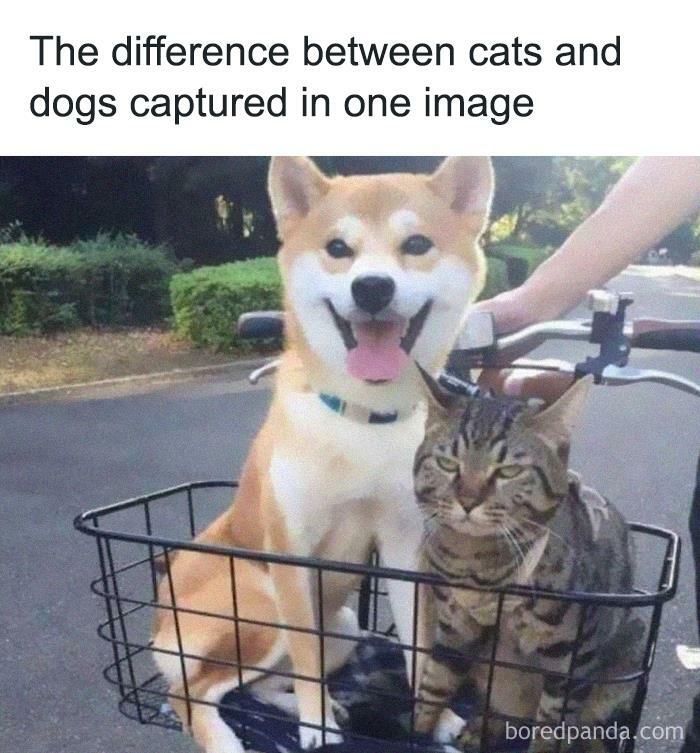 50 Funny Cat Jokes Created By People Clearly Living With One