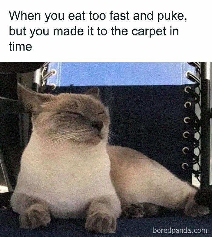 50 Funny Cat Jokes Created By People Clearly Living With One