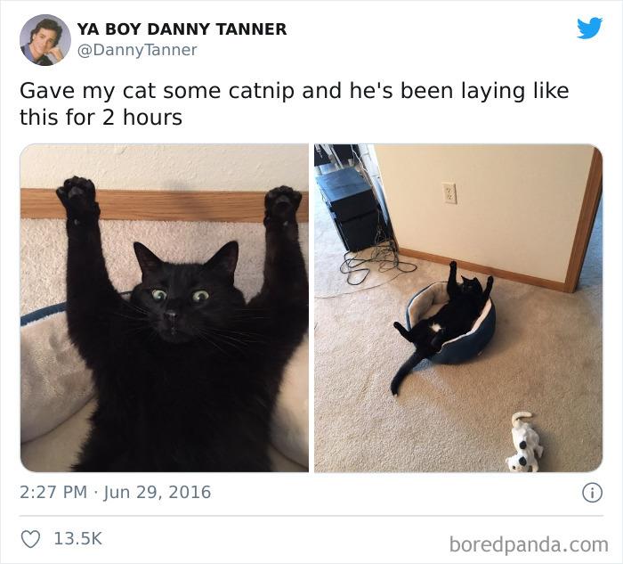 50 Funny Cat Jokes Created By People Clearly Living With One