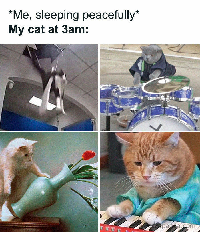 50 Funny Cat Jokes Created By People Clearly Living With One