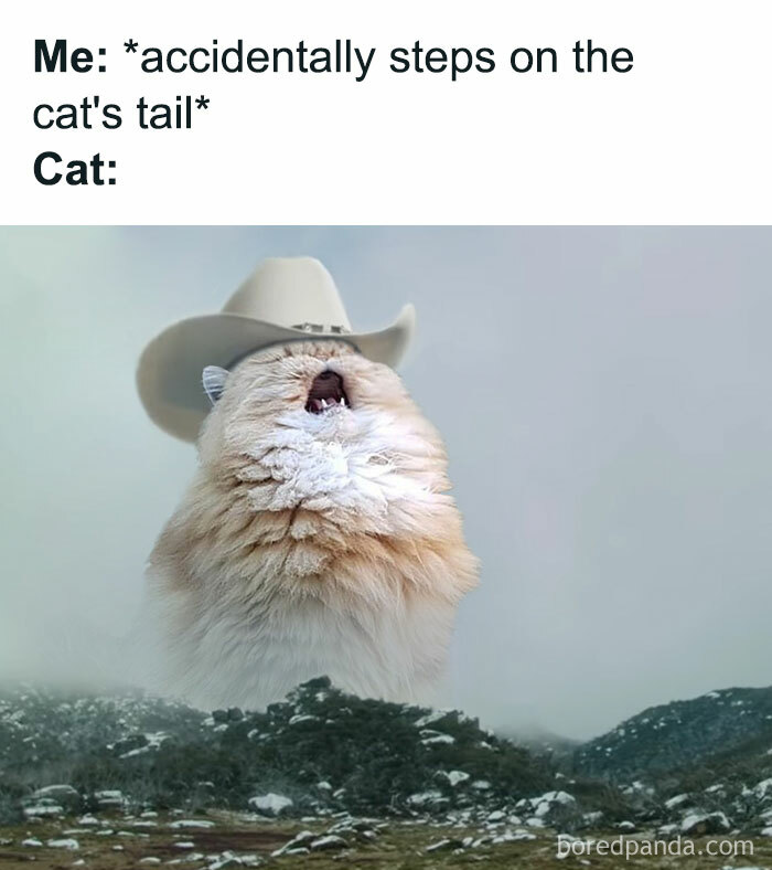 50 Funny Cat Jokes Created By People Clearly Living With One