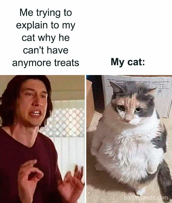 50 Funny Cat Jokes Created By People Clearly Living With One