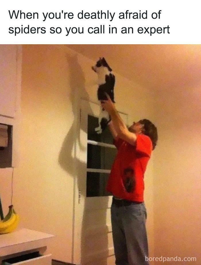 50 Funny Cat Jokes Created By People Clearly Living With One