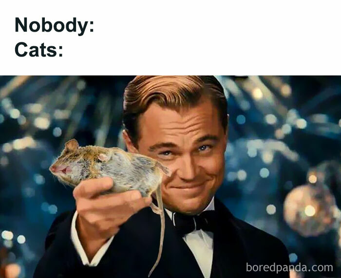 50 Funny Cat Jokes Created By People Clearly Living With One