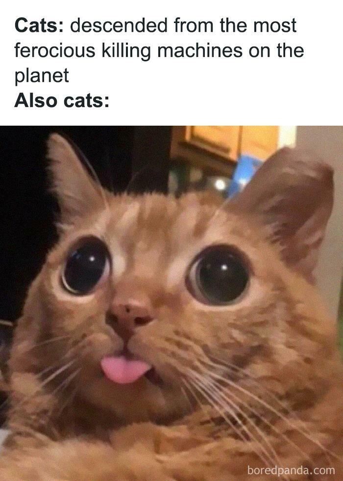 50 Funny Cat Jokes Created By People Clearly Living With One