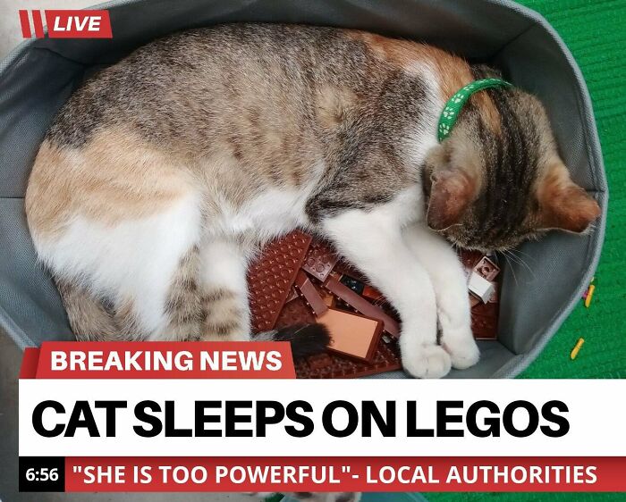 50 Funny Cat Jokes Created By People Clearly Living With One