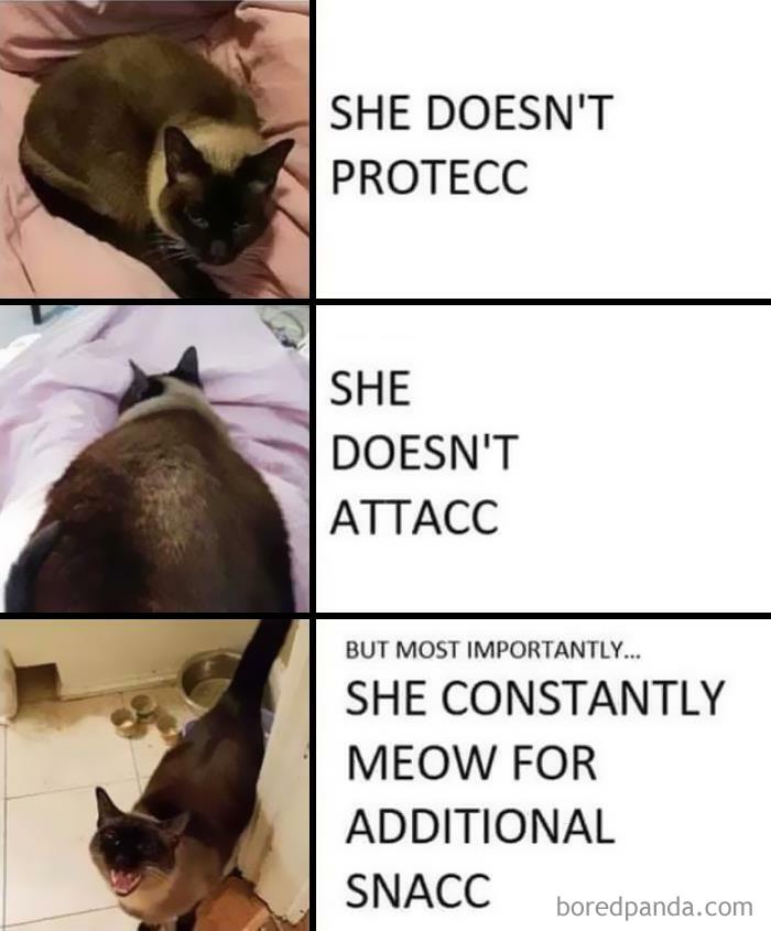 50 Funny Cat Jokes Created By People Clearly Living With One