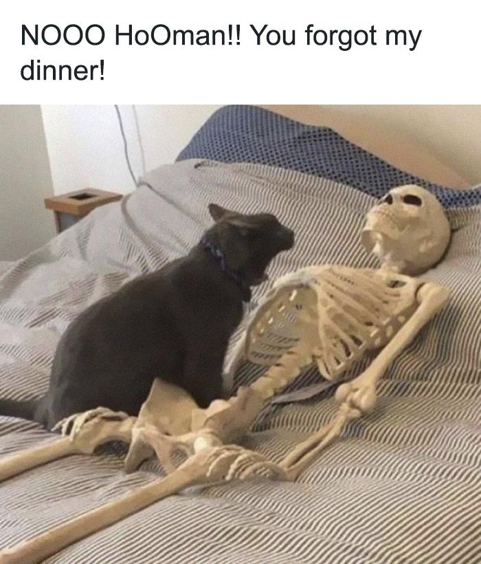 50 Funny Cat Jokes Created By People Clearly Living With One
